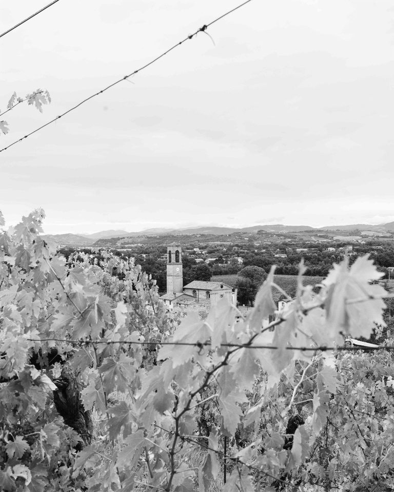 Vendemmia0924_008