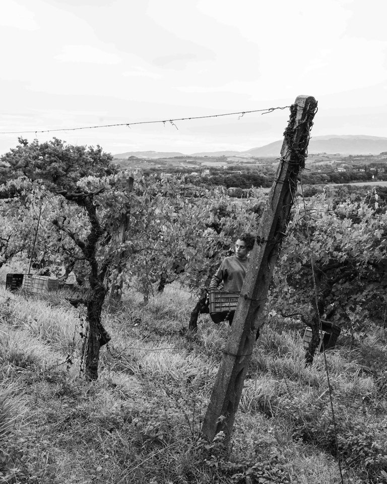 Vendemmia0924_010