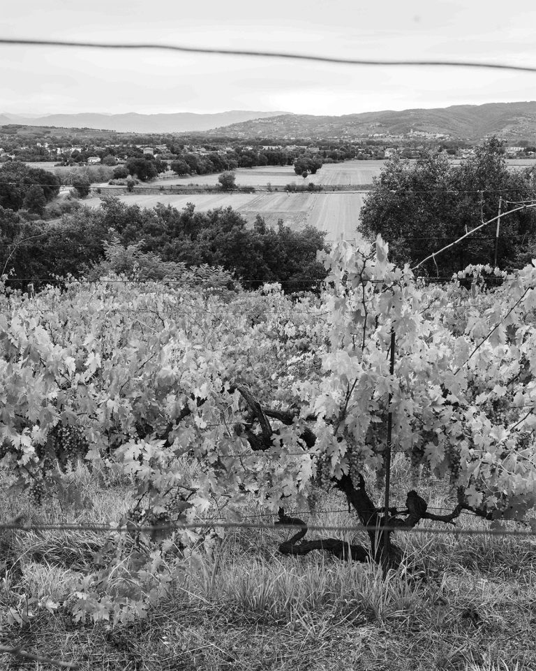 Vendemmia0924_012