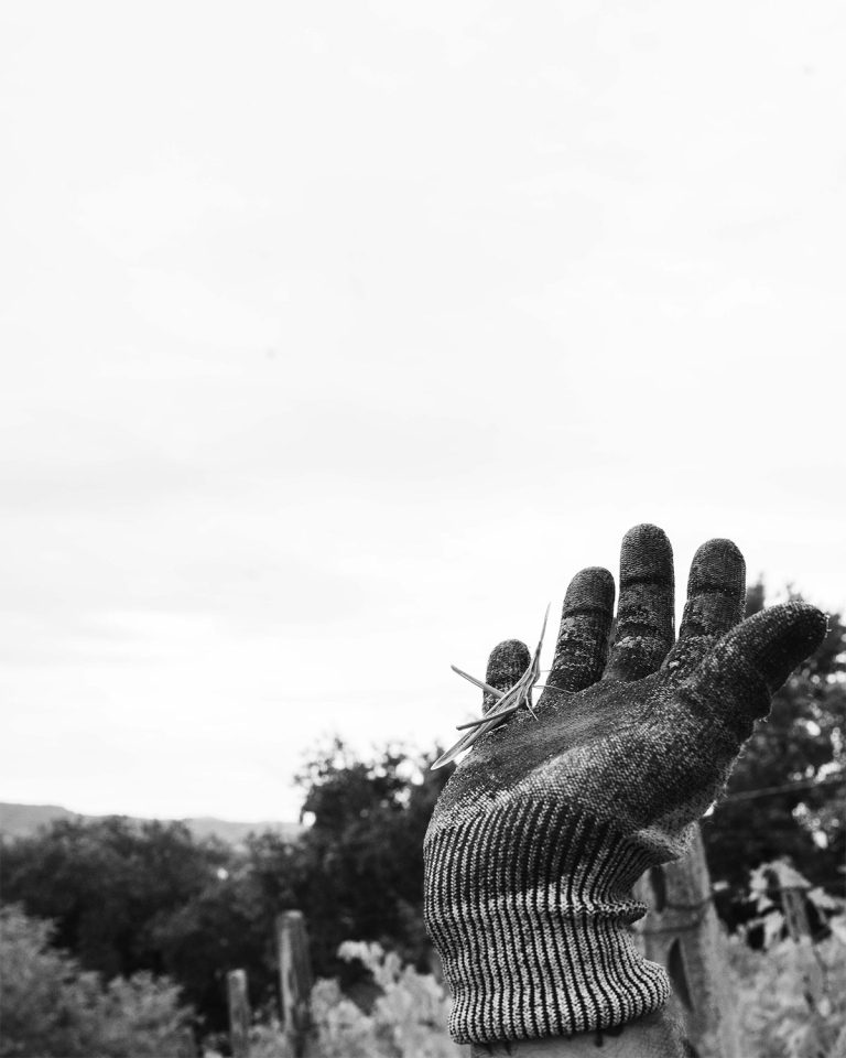 Vendemmia0924_014