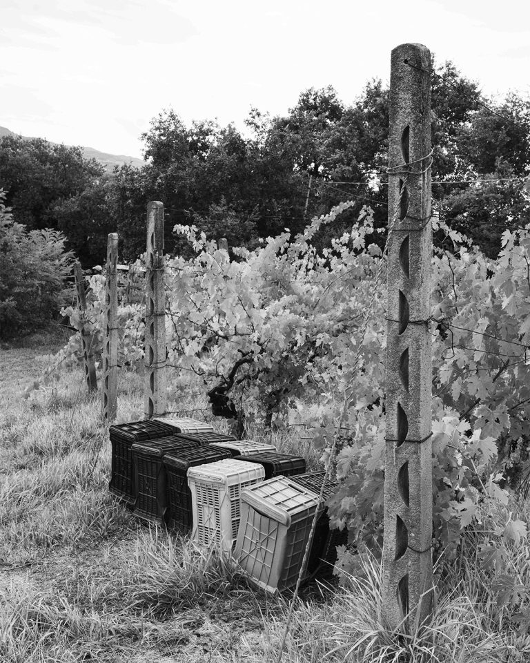 Vendemmia0924_015