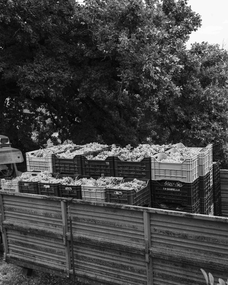 Vendemmia0924_017